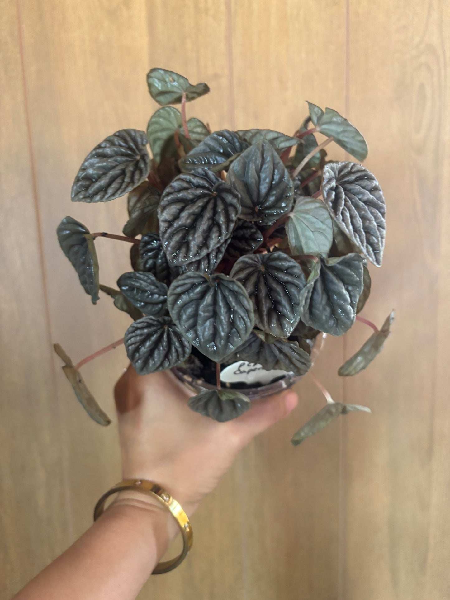 Peperomia caperata