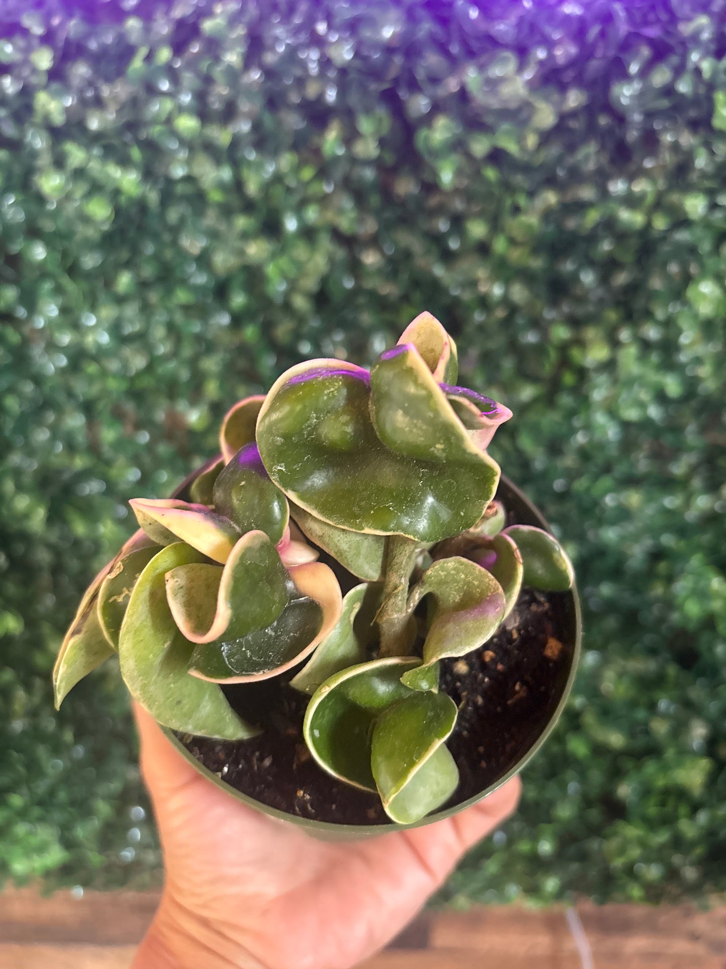 Hoya Carnosa Compacta Variegated