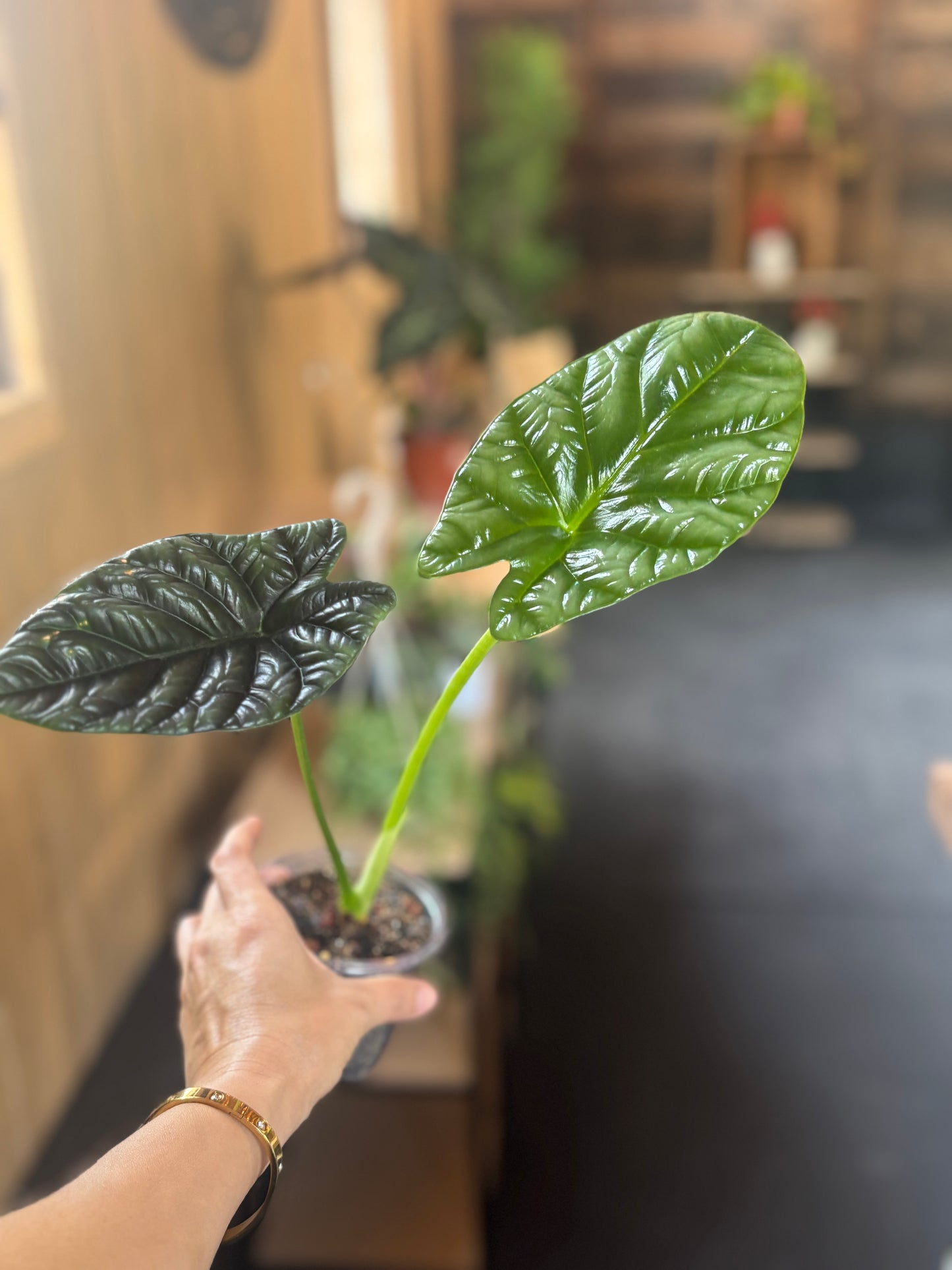 Alocasia Baginda