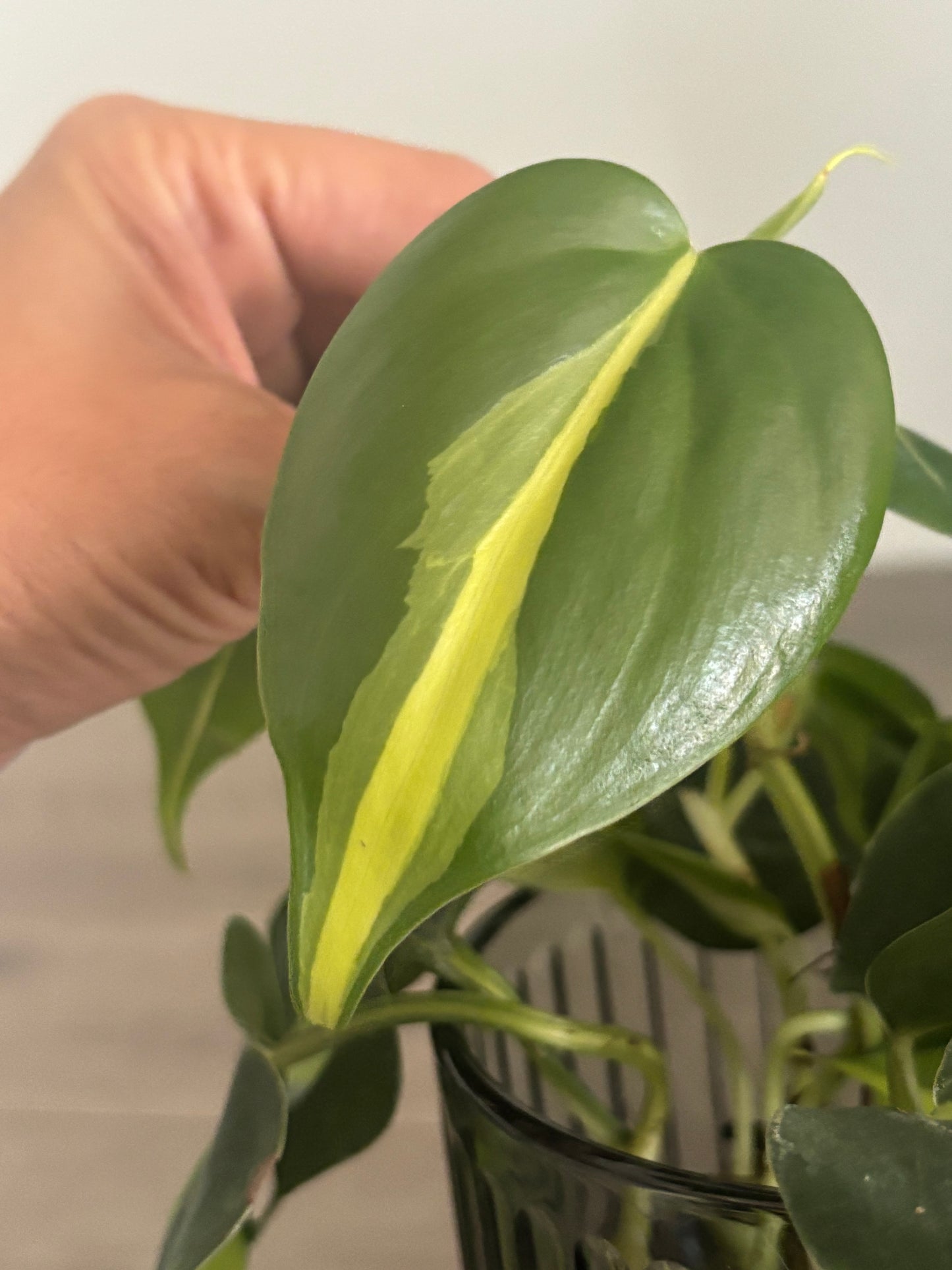 Philodendron Brasil Cuttings