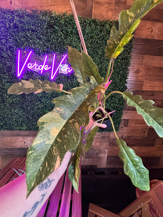 Philodendron Ring of Fire
