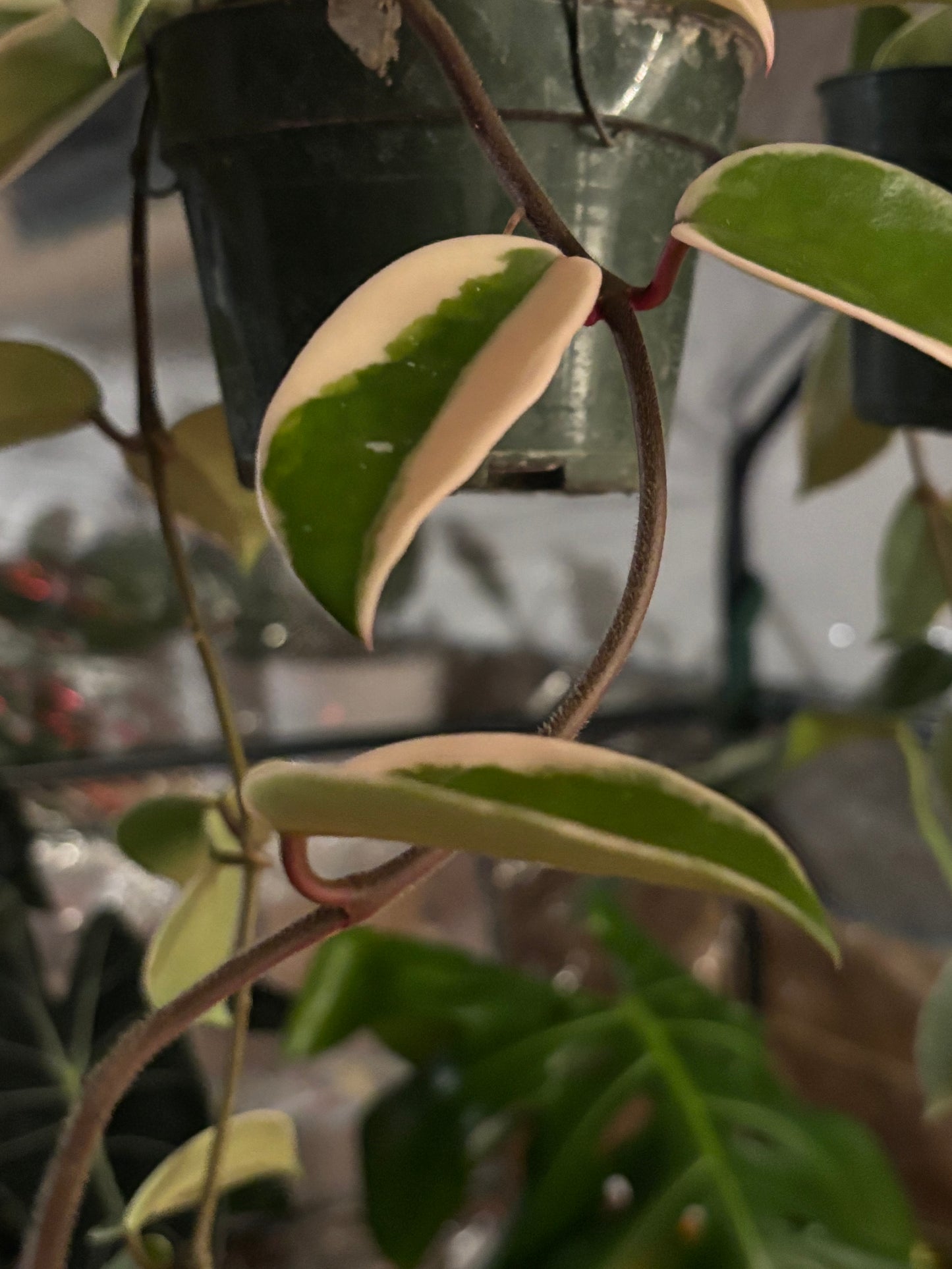 Hoya Krimson Queen