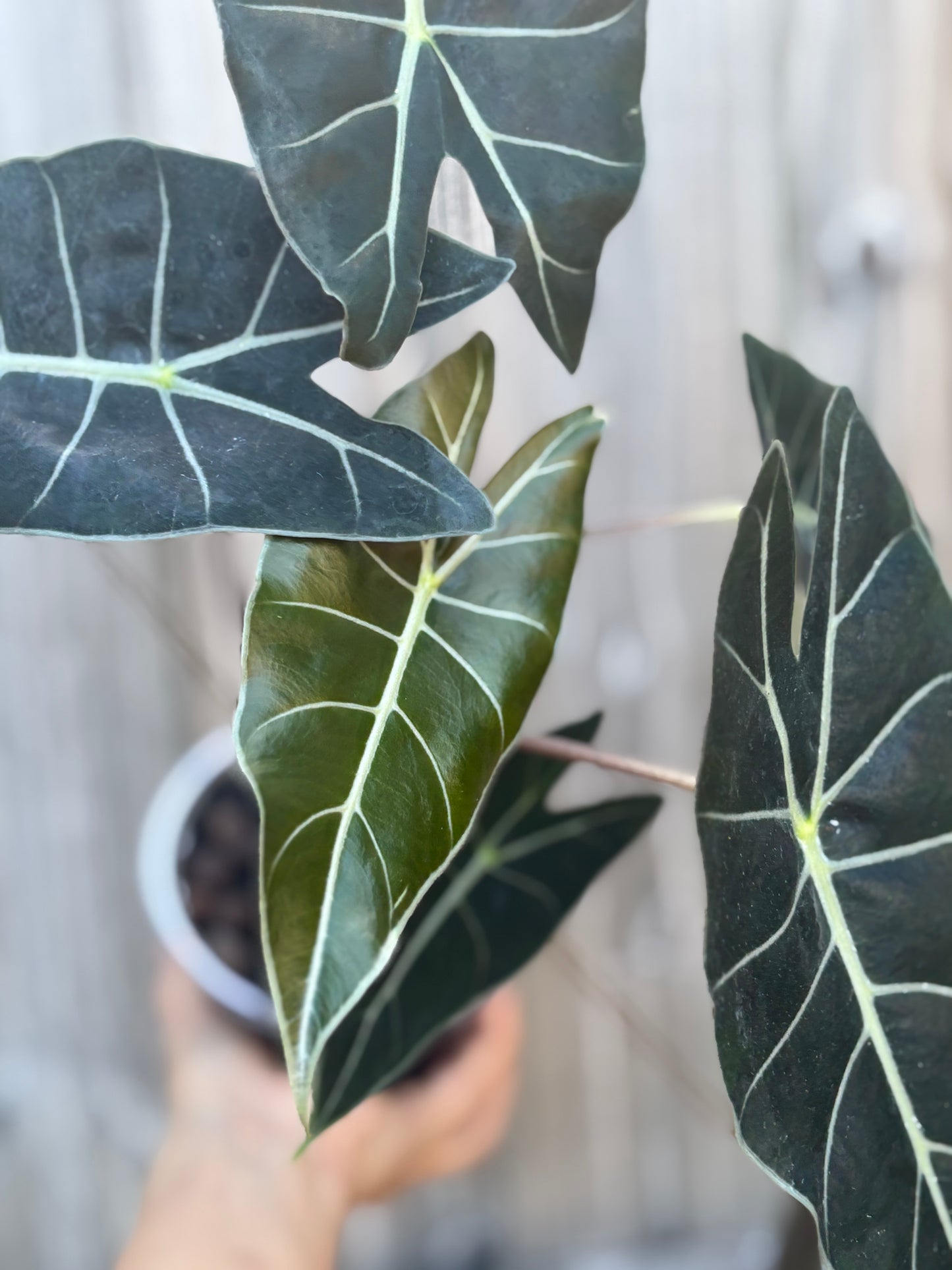 Alocasia Dragon’s Tooth