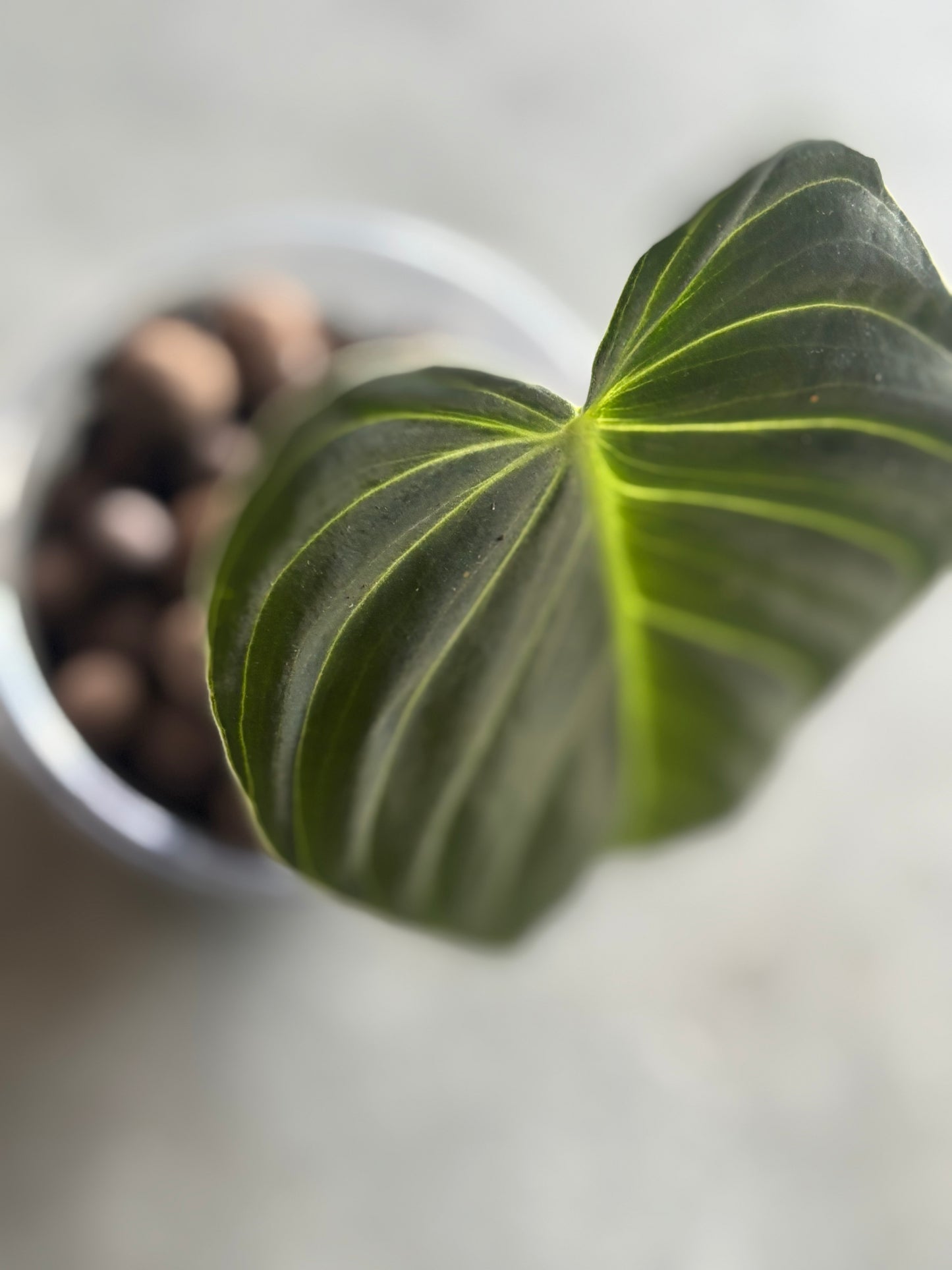 Philodendron Melanochrysum