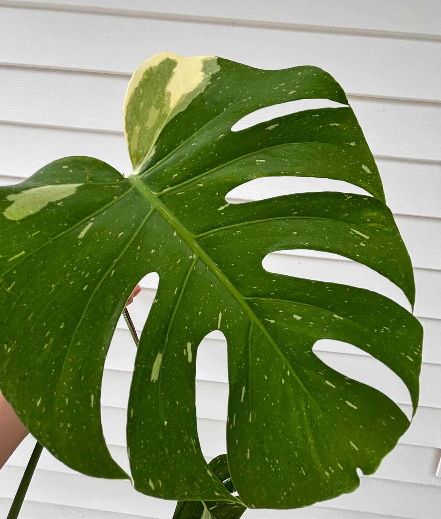 Monstera Thai Constellation Leaf with Propagation Nodes