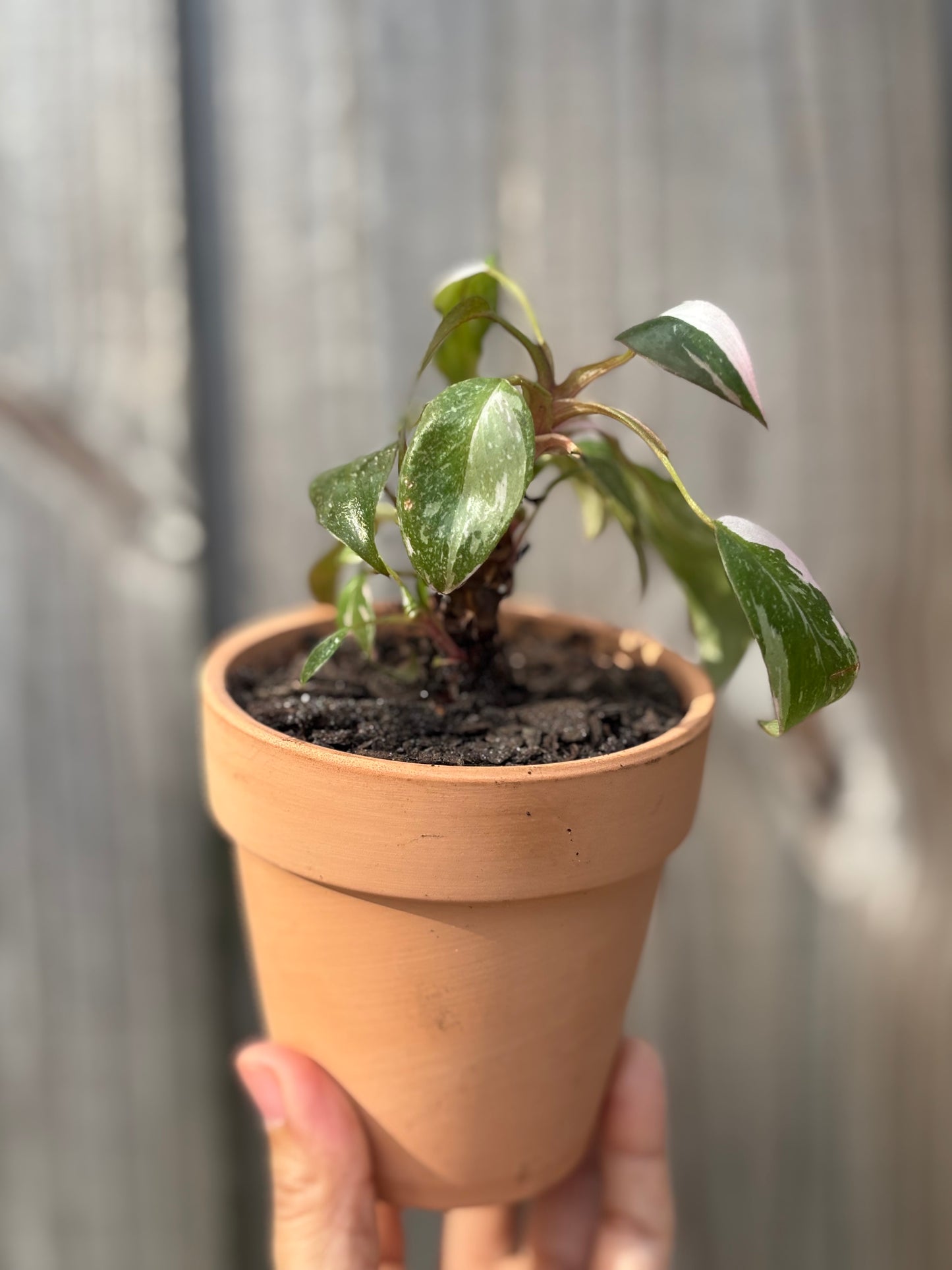 Pink Princess Philodendron