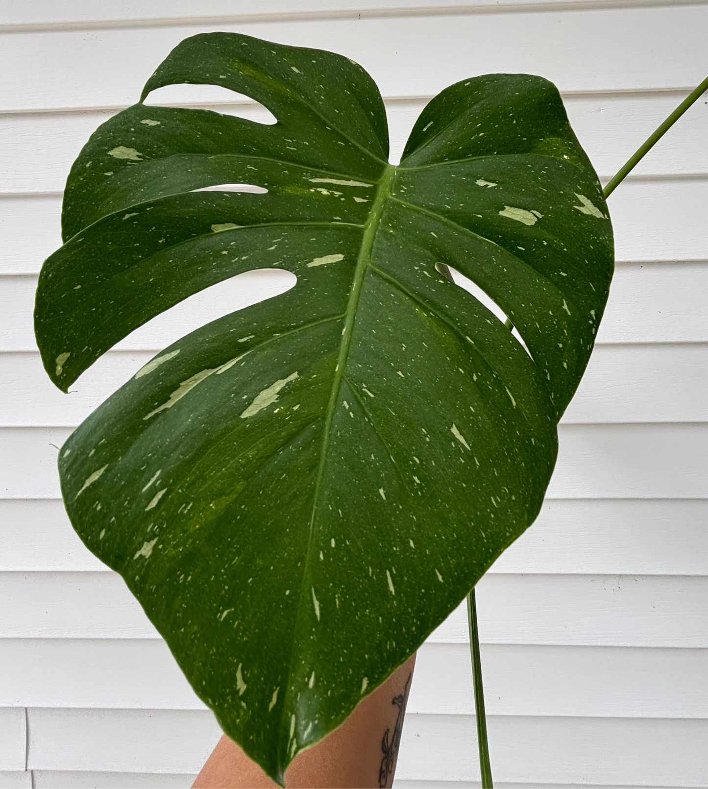 Monstera Thai Constellation Leaf with Propagation Nodes