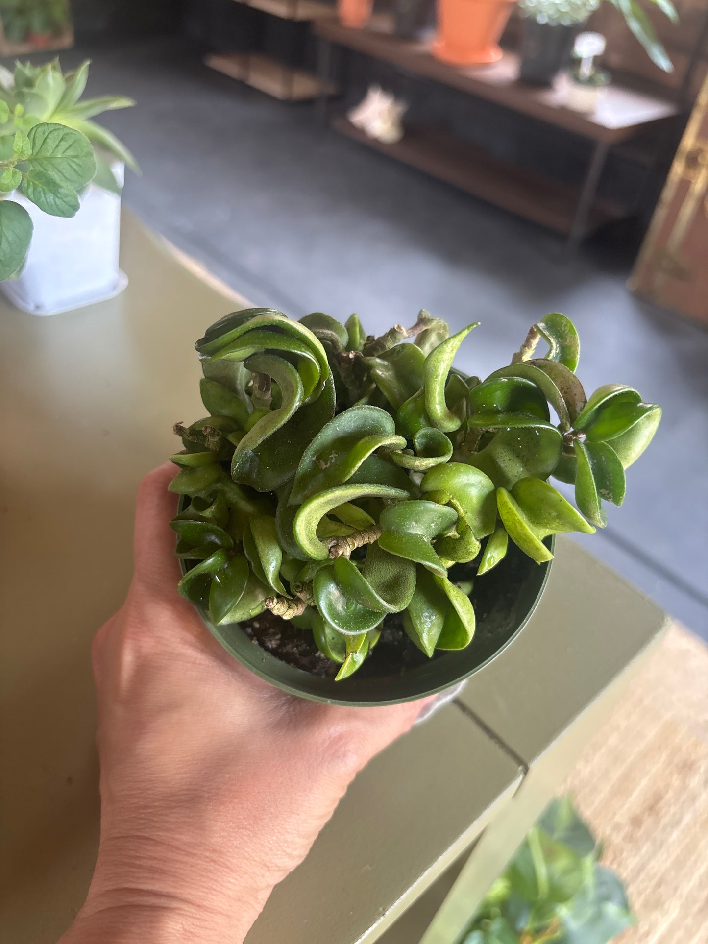 Hoya Carnosa Compacta