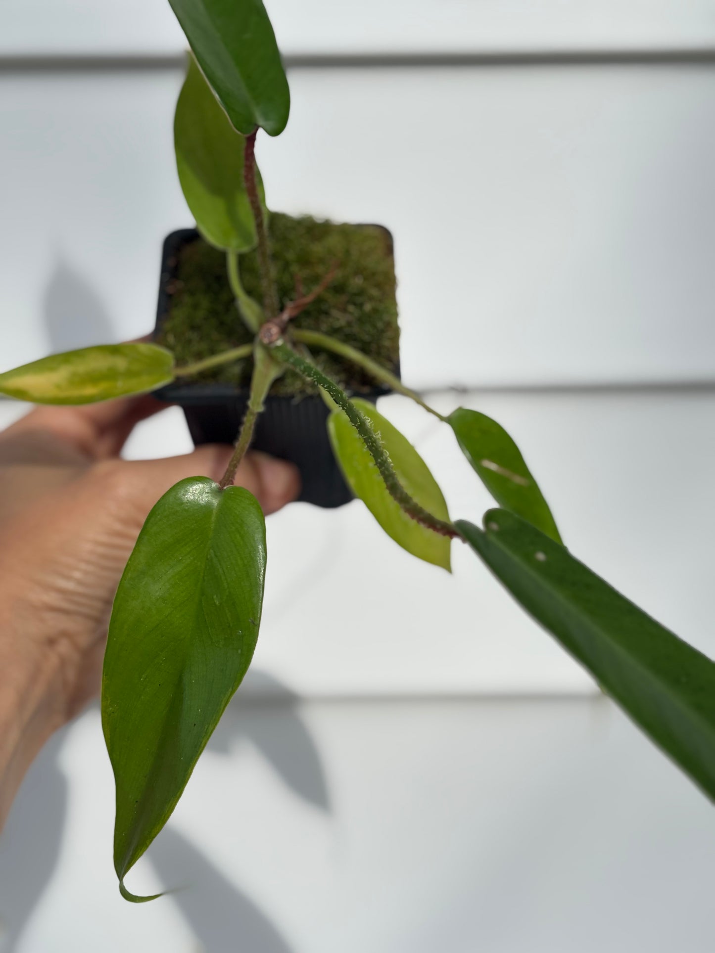 Philodendron Squamiferum