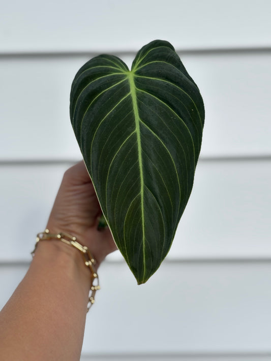 Philodendron Melanochrysum