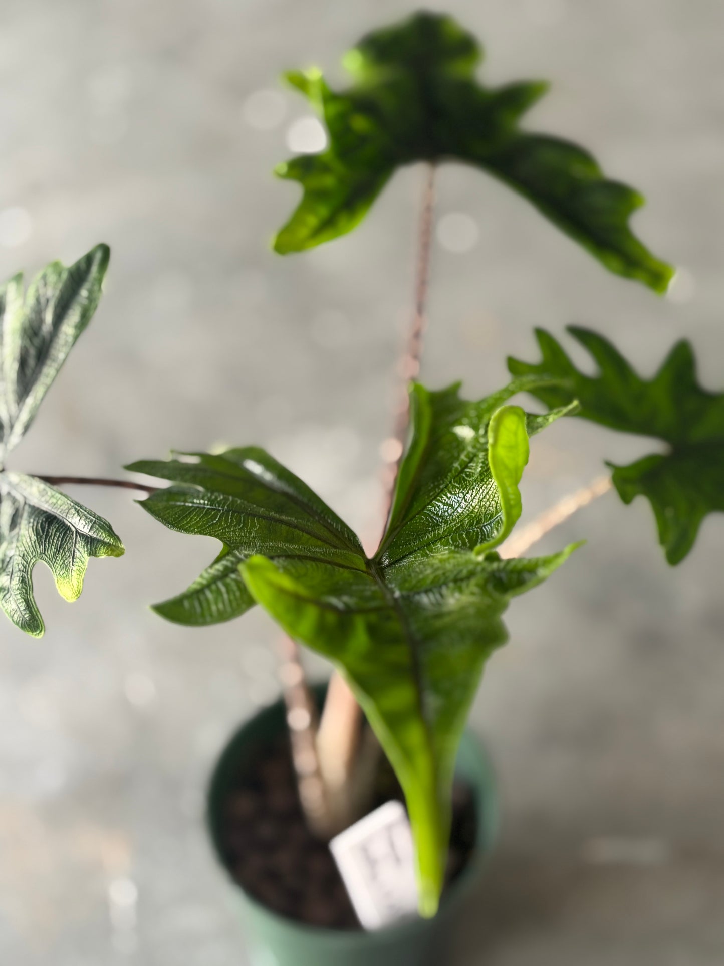 Alocasia Jacklyn