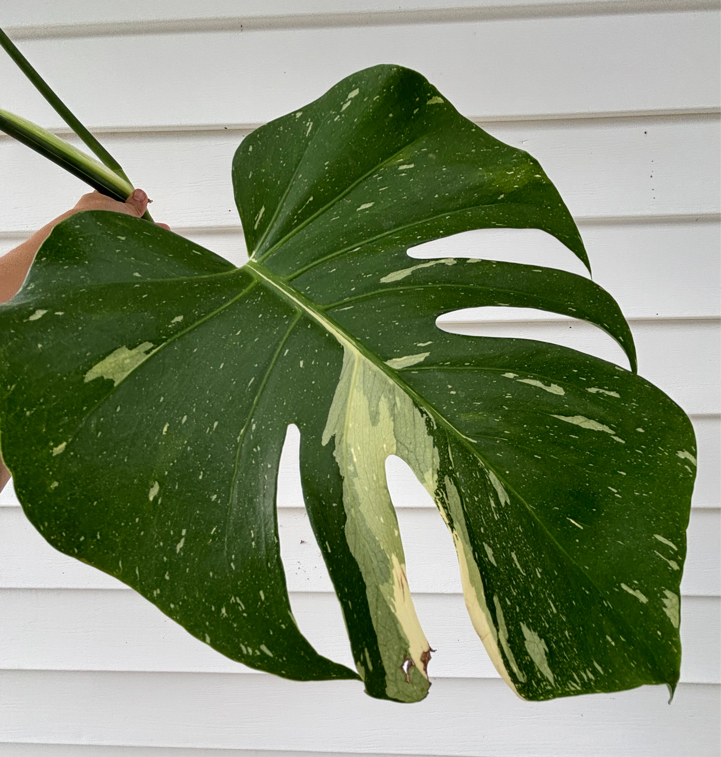 Monstera Thai Constellation Leaf with Propagation Nodes