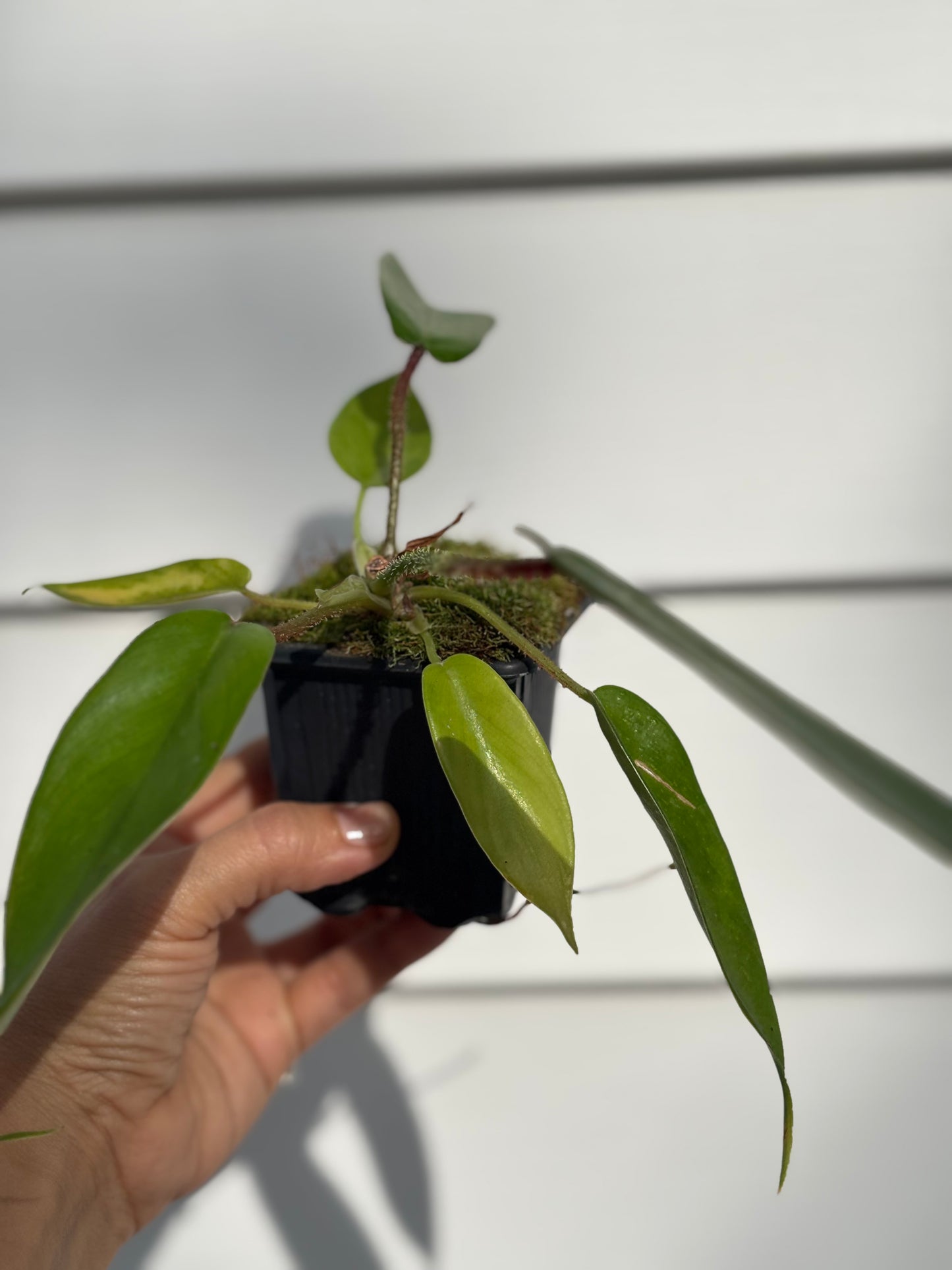 Philodendron Squamiferum