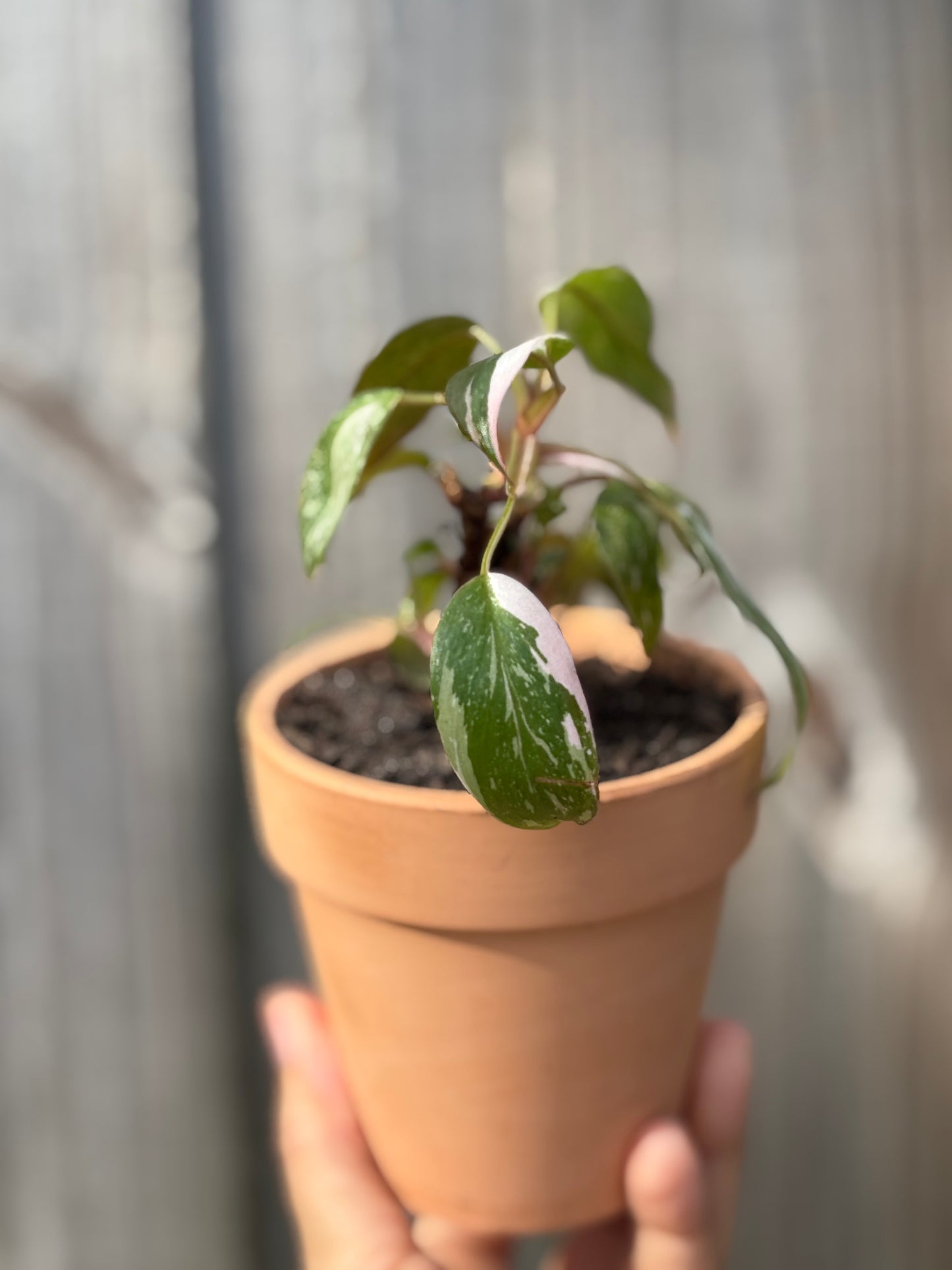 Pink Princess Philodendron