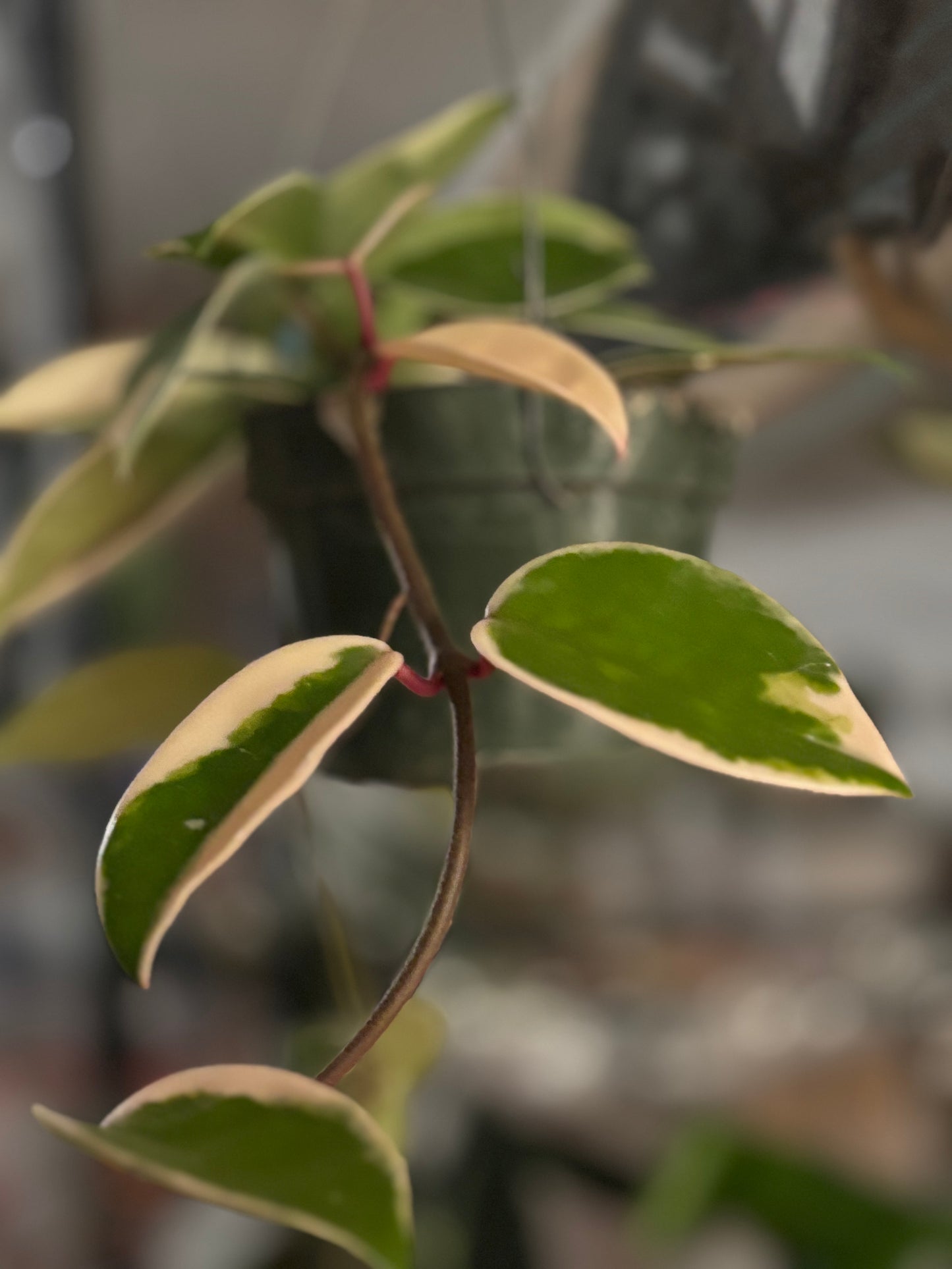 Hoya Krimson Queen