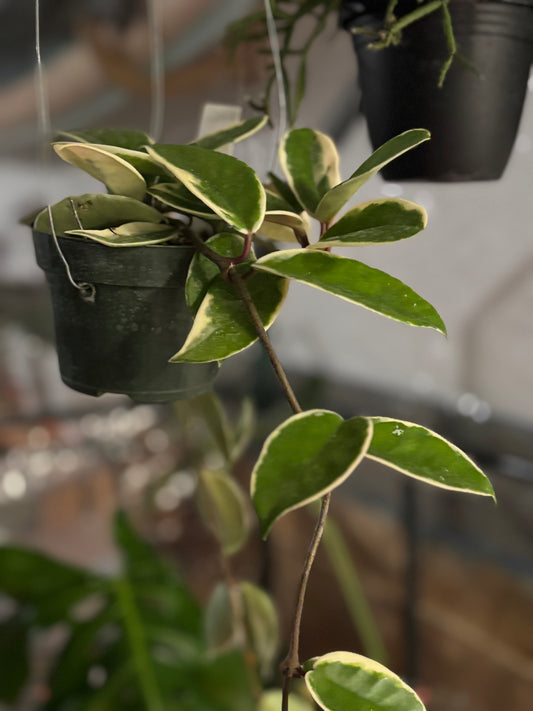 Hoya Krimson Queen