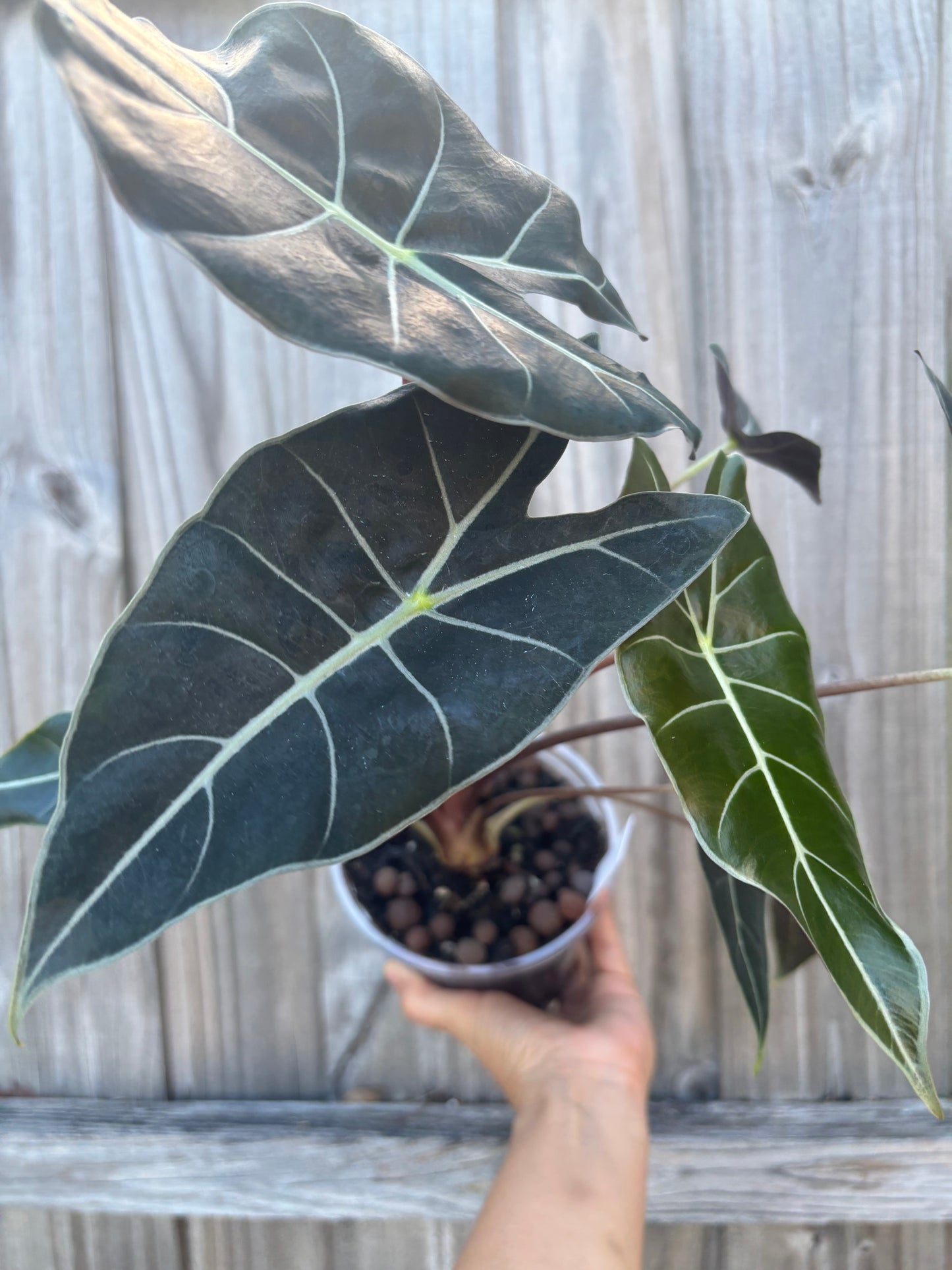 Alocasia Dragon’s Tooth