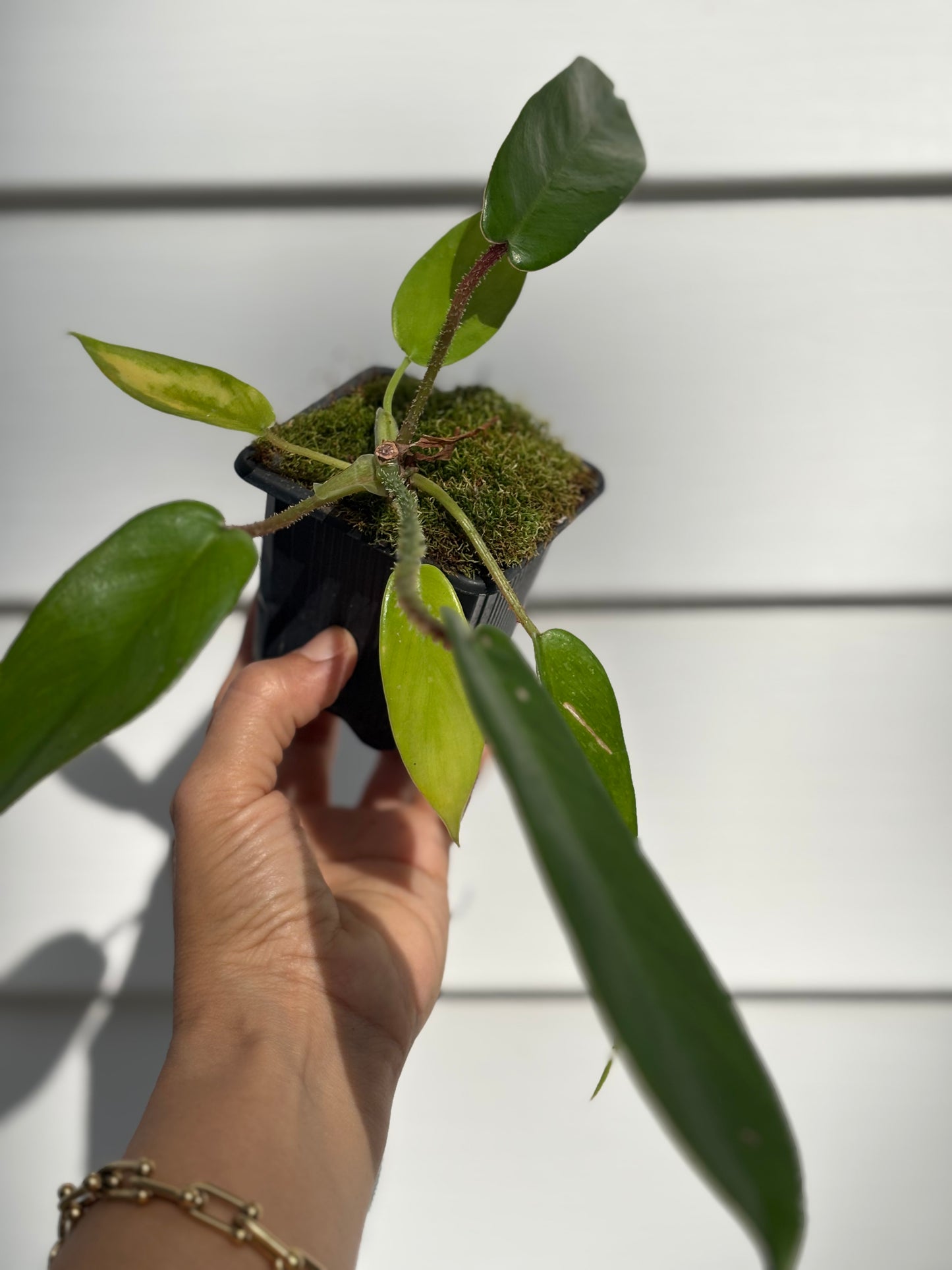 Philodendron Squamiferum