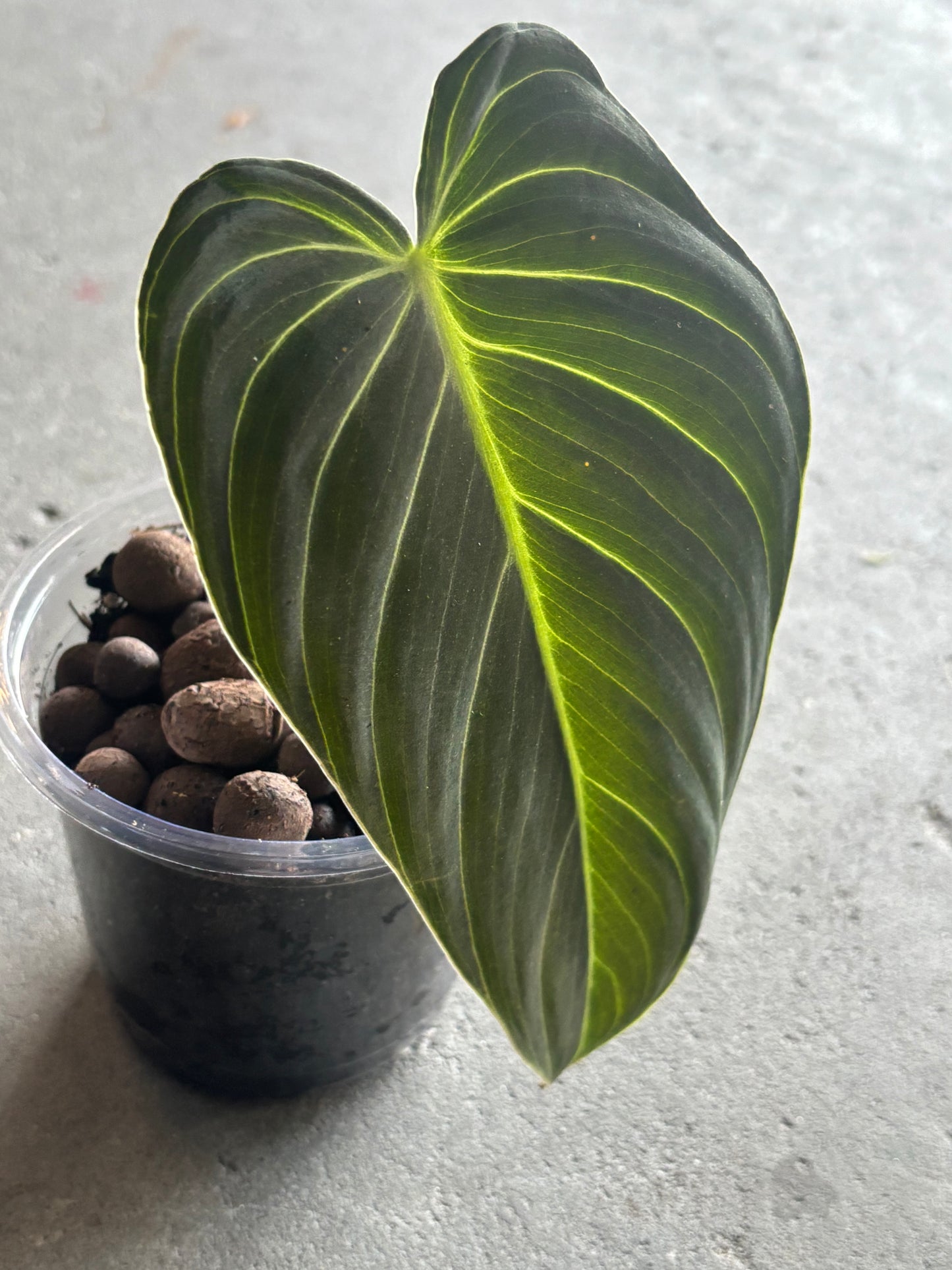 Philodendron Melanochrysum