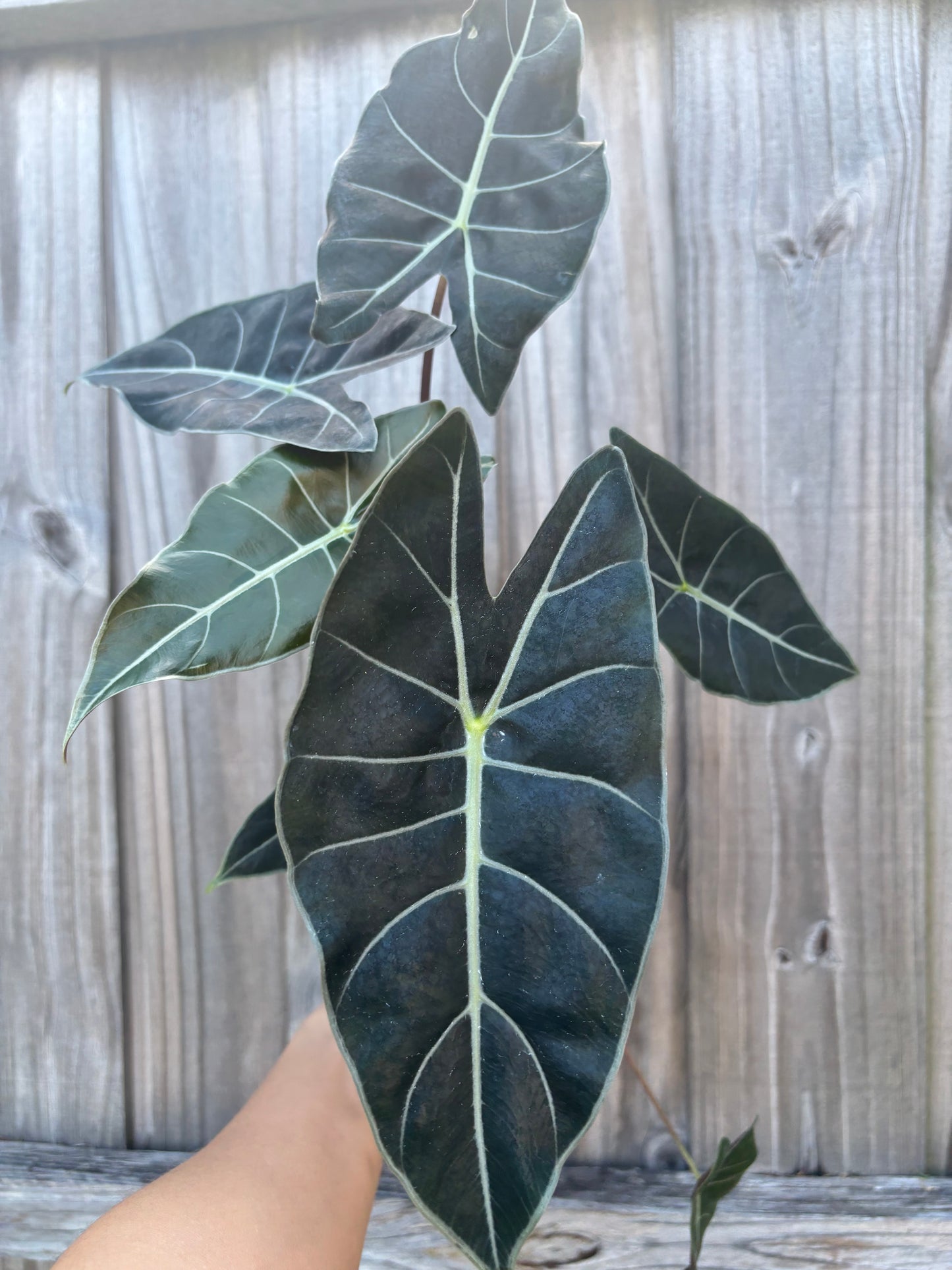 Alocasia Dragon’s Tooth