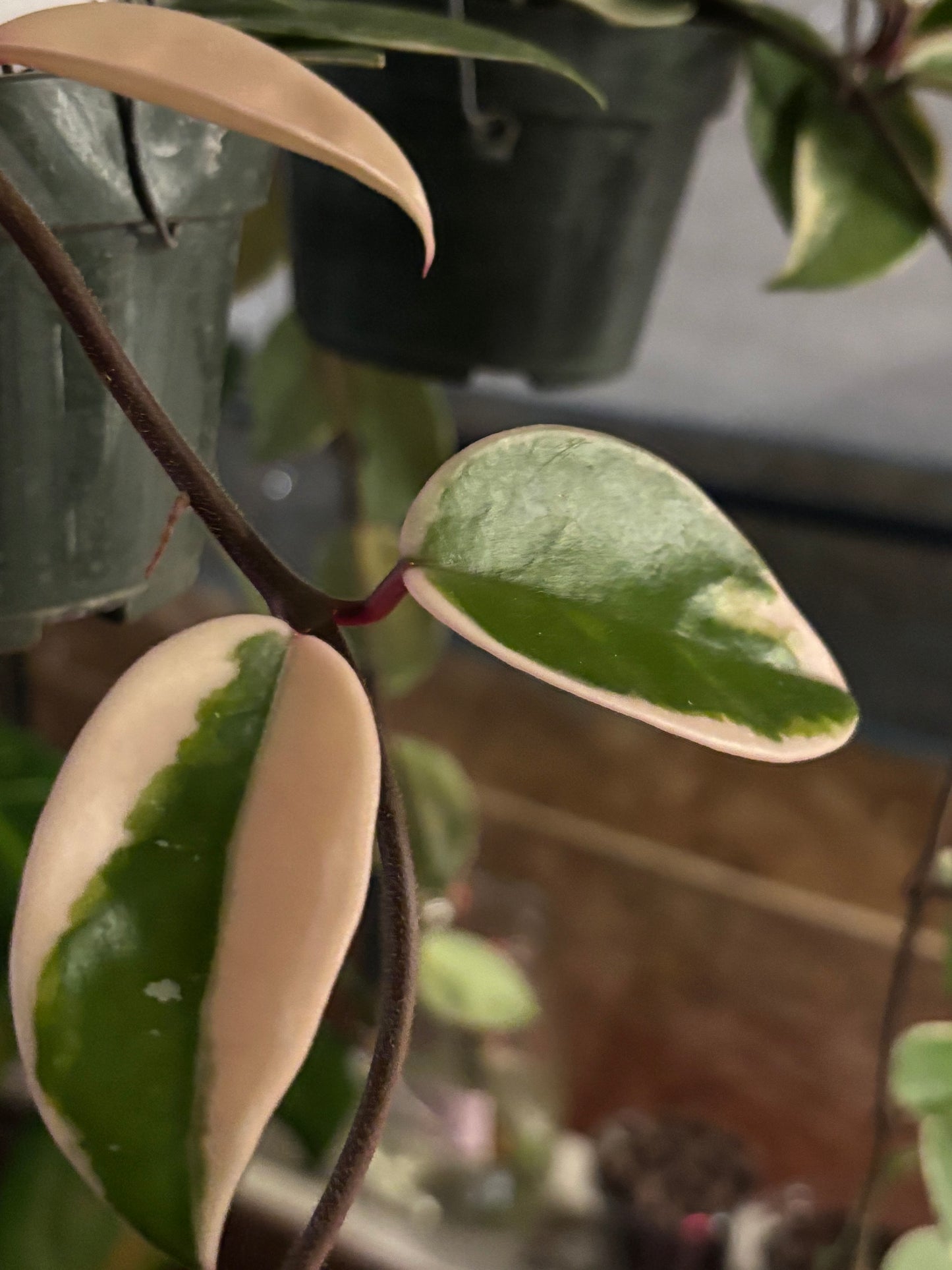 Hoya Krimson Queen