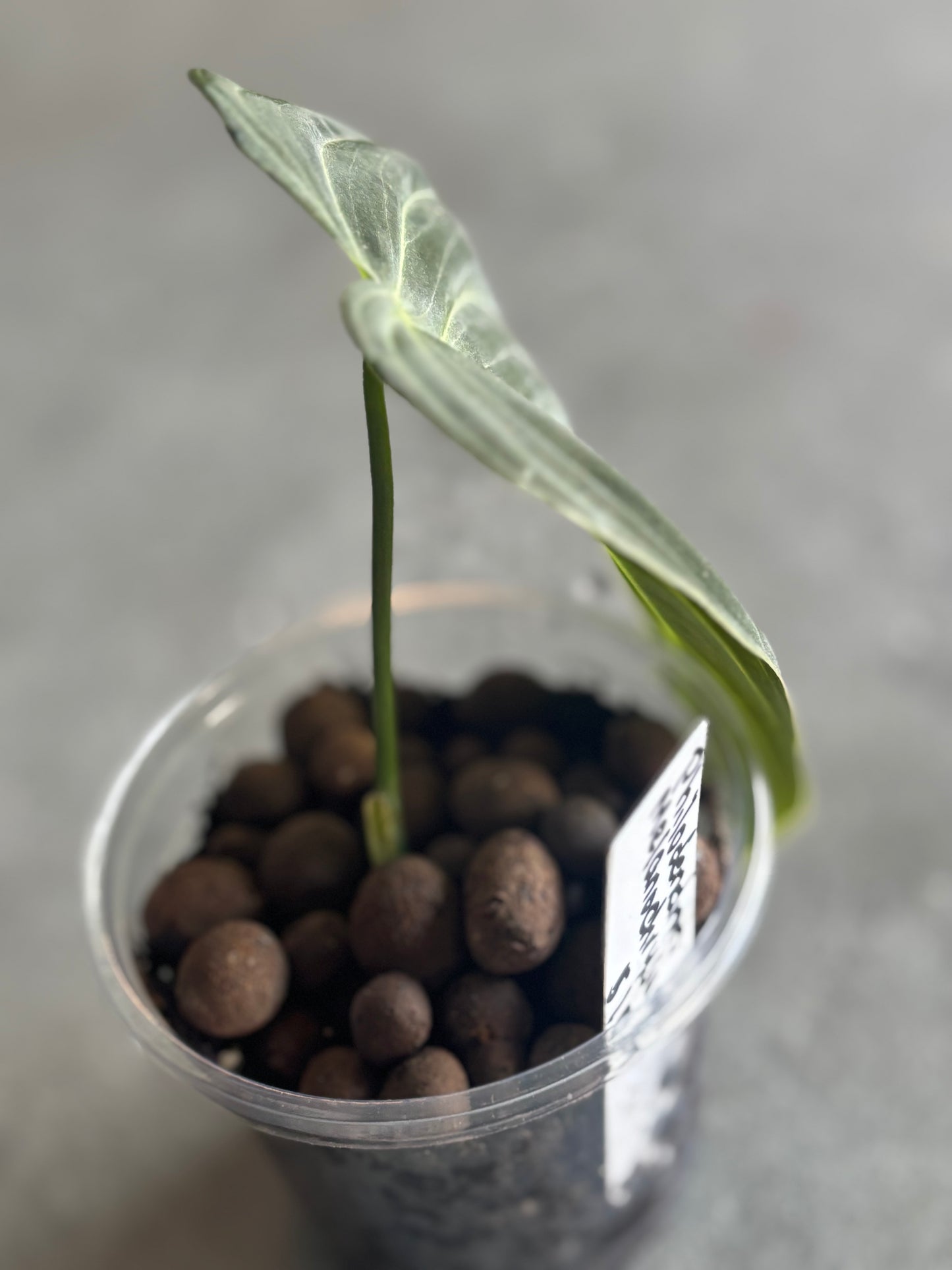 Philodendron Melanochrysum