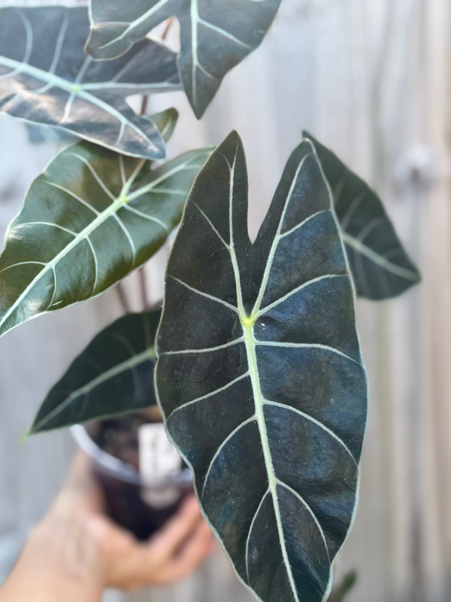 Alocasia Dragon’s Tooth